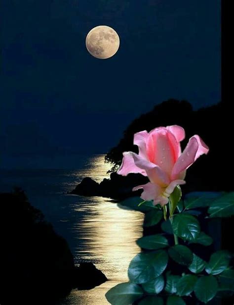 Pin By Mary Miller On Flowers Good Night Moon Beautiful Moon Moon Art