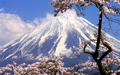 Japan Mountains Mount Fuji Cherry Blossoms Flowers Spring