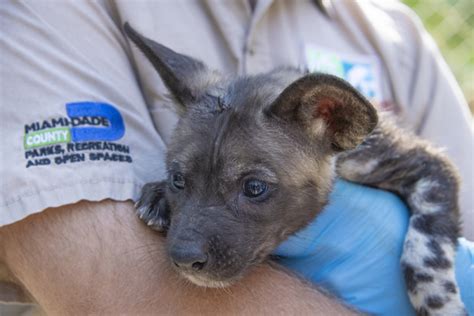 Painted Dog Pups Get A Check Up Zooborns