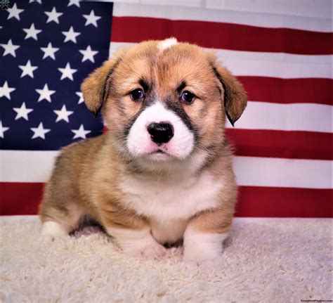 The unregulated breeders who are selling outside of. Corgi Puppies For Sale In Ohio - All You Need Infos