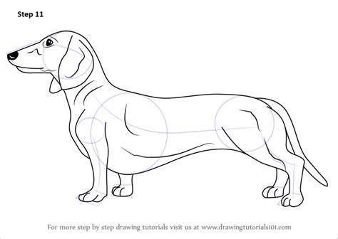 Learn How To Draw A Dachshund Farm Animals Step By Step Drawing