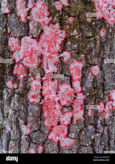 Red Fungus On Pine Tree Bark Stock Photo Royalty Free Image 53997158