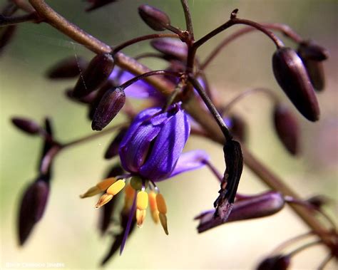 Dianella Tasmanica Tasman Flax Lily Flax Lily Blue Berry Flax Lily