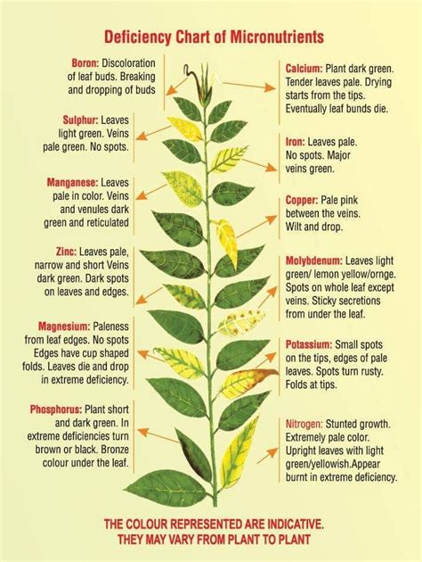 Plant Deficiency Chart Coolguides