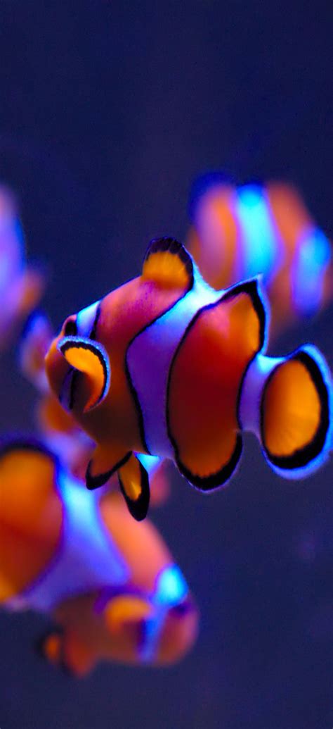 iOS 11, clownfish, orange, blue, water, apple, wallpaper ... Het iphone 8 scherm en lcd is zelf eenvoudig te vervangen met onderstaande reparatie video!