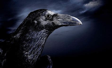 🔥 Download Ravens In The Dark Wallpaper By Kkrueger Raven Desktop