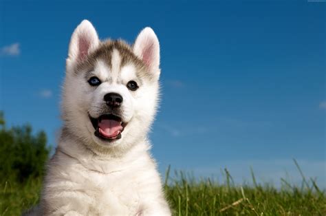 Cute Cute Siberian Husky Puppies Wallpaper L2sanpiero