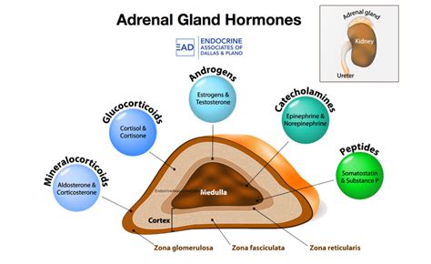 Adrenal Gland Hormones And Their Functions Greypase