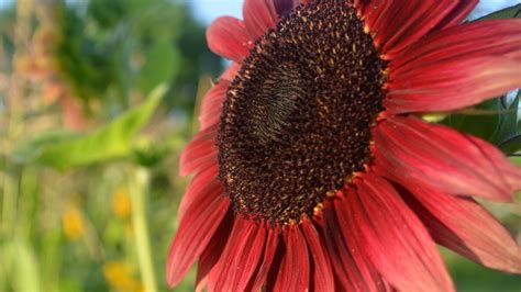 Pink Sunflowers Offer A Unique Look For The Iconic Plant