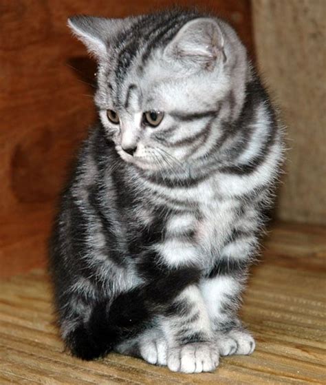 Tabby Kittens For Free 2 X Tabby Kittens For Sale Manchester