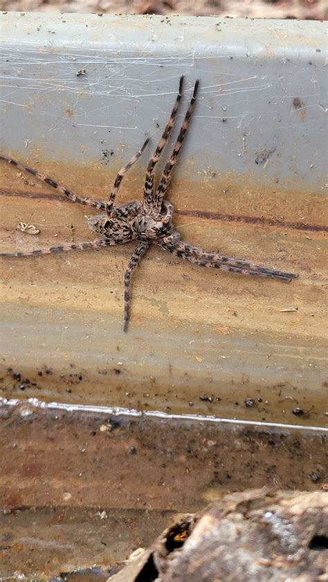 Dolomedes Tenebrosus Dark Fishing Spider In Buchanan Georgia United