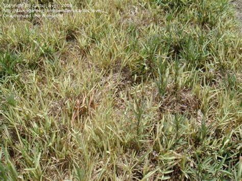 Plantfiles Pictures Creeping Velvet Grass Albovariegatus Holcus