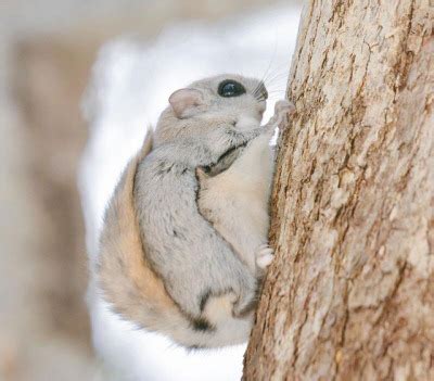 They eat seeds, fruit, tree leaves, buds and bark. Japanese Dwarf Flying Squirrel - Animals Photo (40368163 ...
