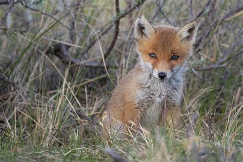 Young Fox Photograph By Shirley Kroos Fine Art America