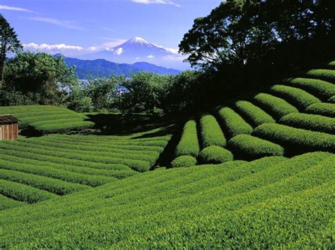 Tea Plantation Japan Pics