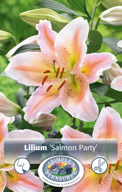 Lilium Oriental Salmon Party Bulbs Annas Garden Home And Wellness