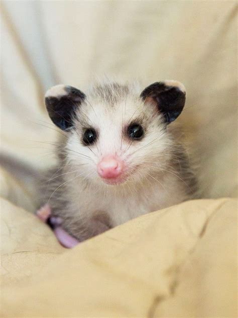 By Wally The Opossum Opossum Cute Animals Baby Possum