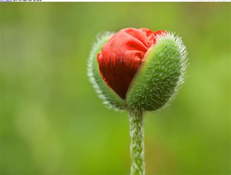 quotes about flower buds quotesgram