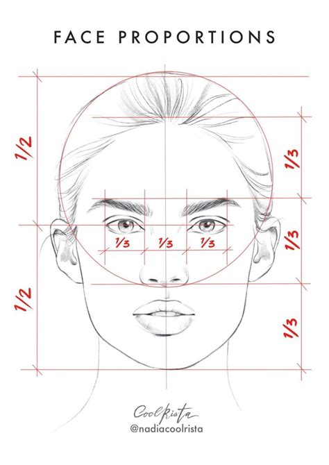 Face Proportions How To Draw A Face Proportions Drawingfaces