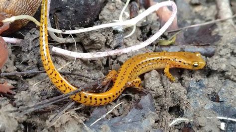 The Surprising Springtime Salamander Migration In Cleveland