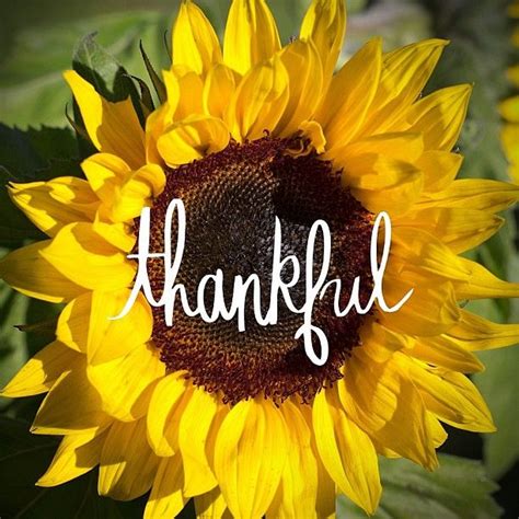 Thankful Sunflower Sunflower Pictures Sunflower Quotes Beautiful