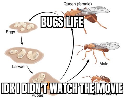 Bug Or Insect Rmemes