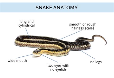 Snake Anatomy Anatomy Of Snakes Eight Figures Including Scales A Fang