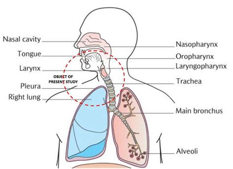 Labeling Upper Respiratory System