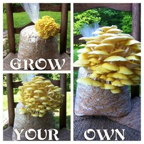 How To Grow Your Own Mushroom At Home Diy Tag