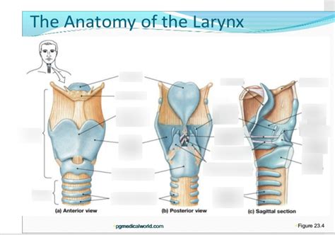 Anatomy Of Larynx Diagram Quizlet