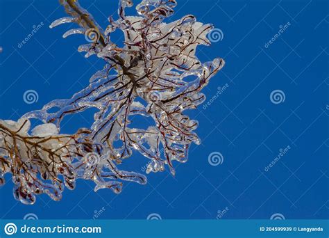 Frozen Tree Branches Covered By Ice After An Ice Storm Stock Image