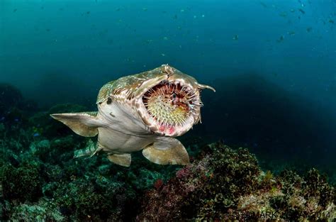 The Best Shark Dive In The World Wobbegong And Spiny Puffer