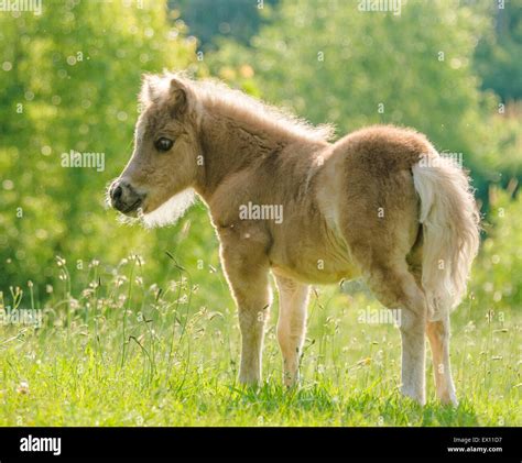 Miniature Horse Foal Stock Photos And Miniature Horse Foal Stock Images