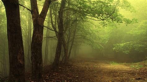 Mist Forest Trees Wallpapers Hd Desktop And Mobile Backgrounds