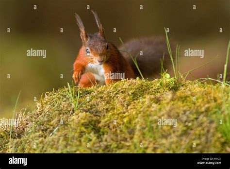 Red Squirrel Sciurus Vulgaris Stock Photo Alamy