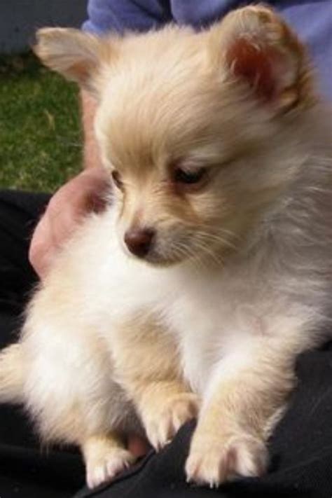 This Little Pomchi Reminds Me Of Kiwi As A Puppy Chihuahua Mix