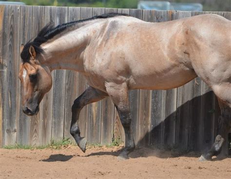 Breyer horse buckskin roan classic dutchess retired veterinary care set 61017. Quarter Horse stallion Snips Olympic Gold, a dun roan | Nicely-colored horses | Pinterest ...