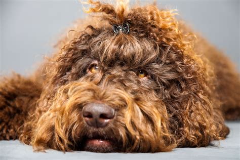 Barbet Dog Breed Characteristics And Care