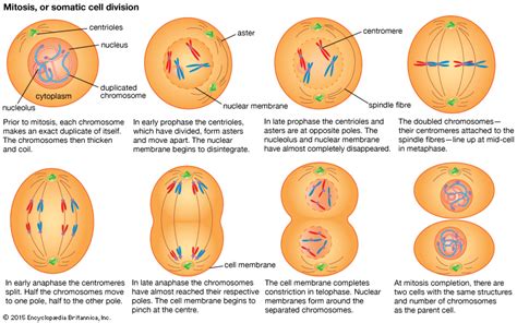 These functions are the result of the dynamic. Mitosis | biology | Britannica.com