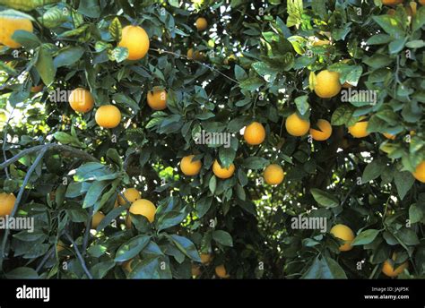 Orange Treecitrus Sinensiscorsicafrance Stock Photo Alamy