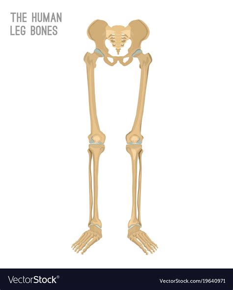 Human Leg Bones Royalty Free Vector Image Vectorstock