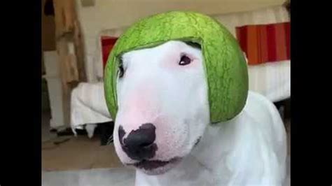 Pup Shows How To Wear A Watermelon Viralhog Youtube