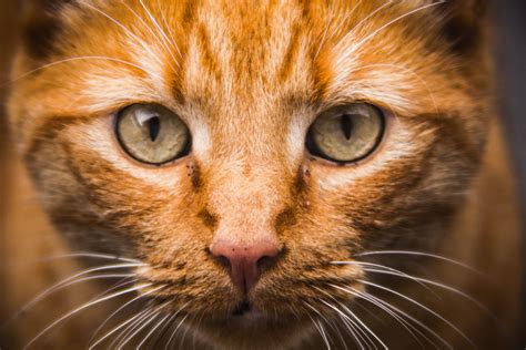Free Images Animal Pet Kitten Fauna Close Up Nose Whiskers