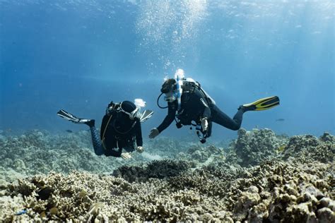 Guide To Kona Diving The Best Place To Scuba Dive In Hawaii