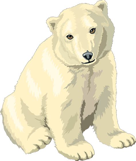 Oso Polar Png