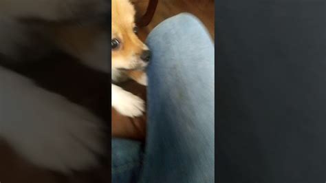 Dog Humping My Leg Youtube
