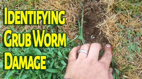 Lawn Care Detective Grub Worms Youtube