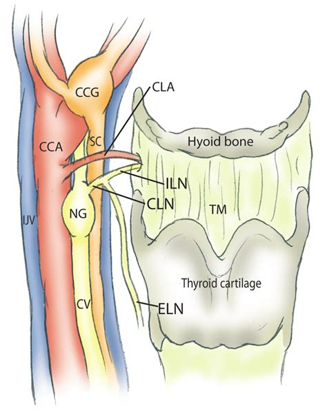 Schematic Diagram Showing Anatomic Structures Of The Right Common