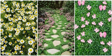 These Low Growing Perennials And Ground Cover Flowers Include Good