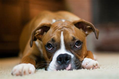 Boxers 6 Best Dog Breeds For Families With Small Kids Popsugar Pets
